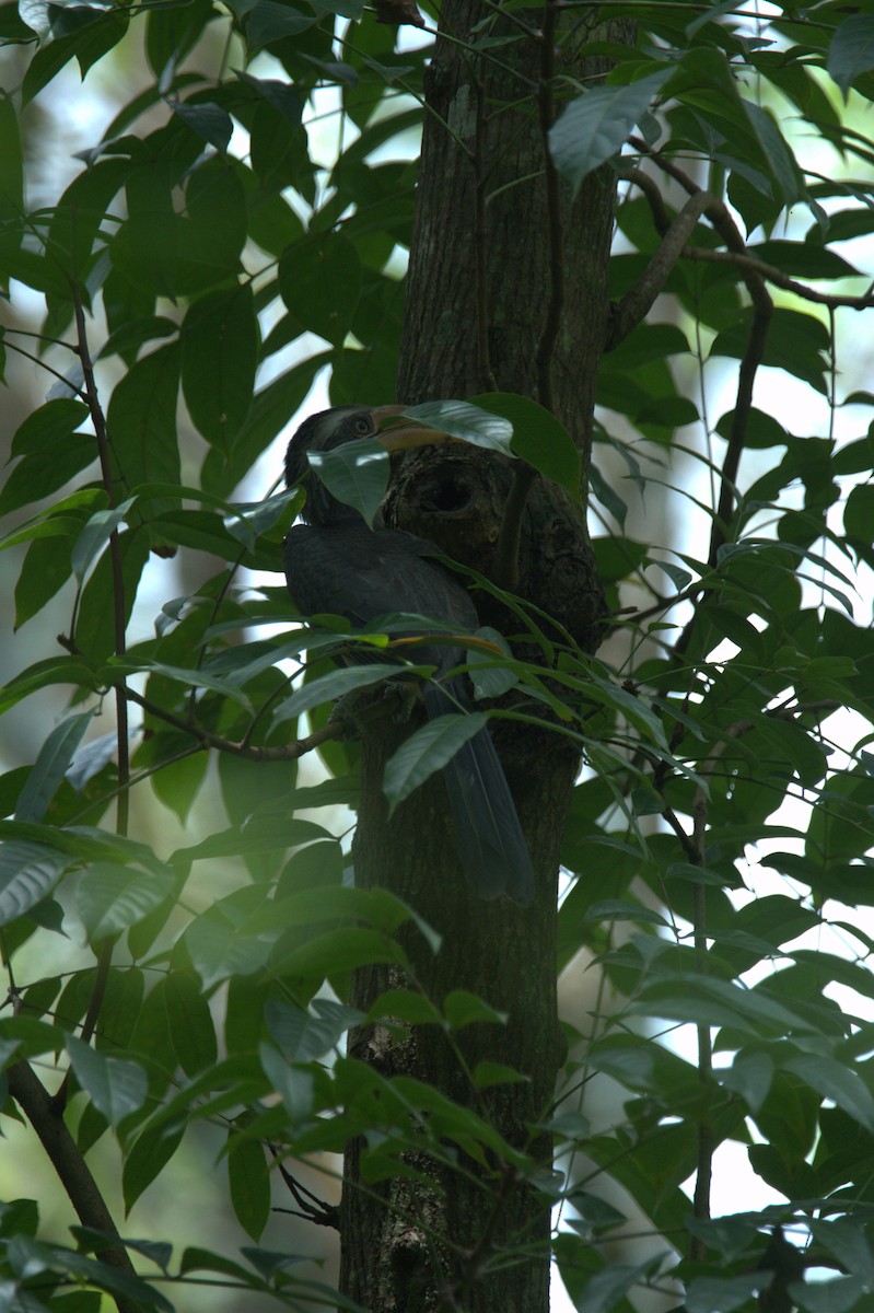 Malabar Gray Hornbill - ML641436515