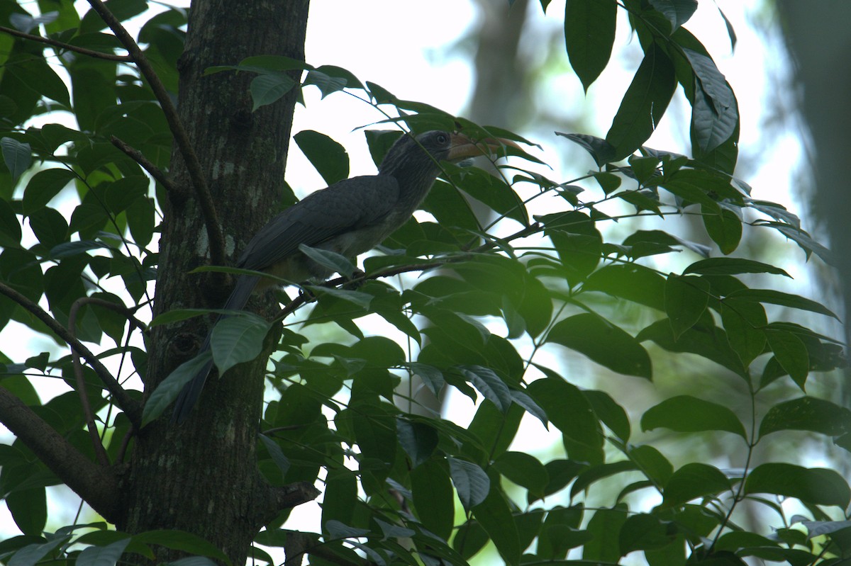 Malabar Gray Hornbill - ML641436516