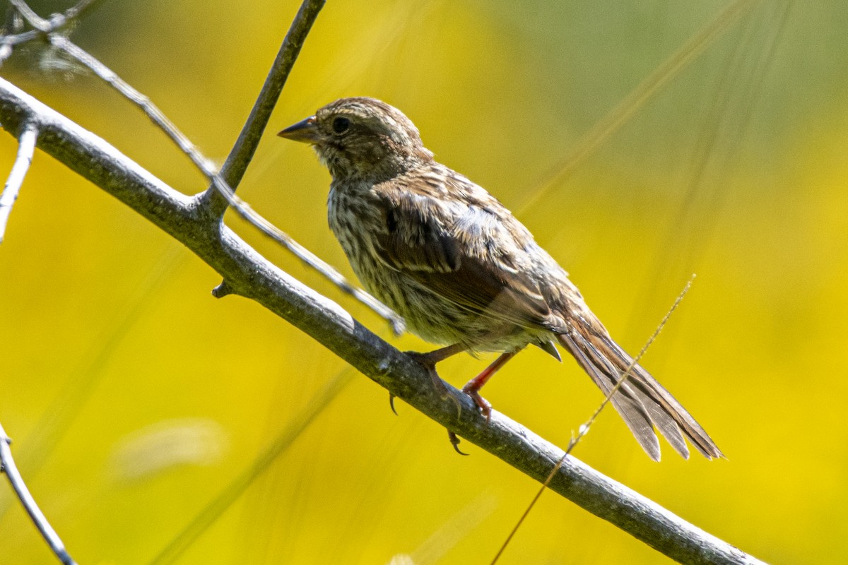 Song Sparrow - ML641436528