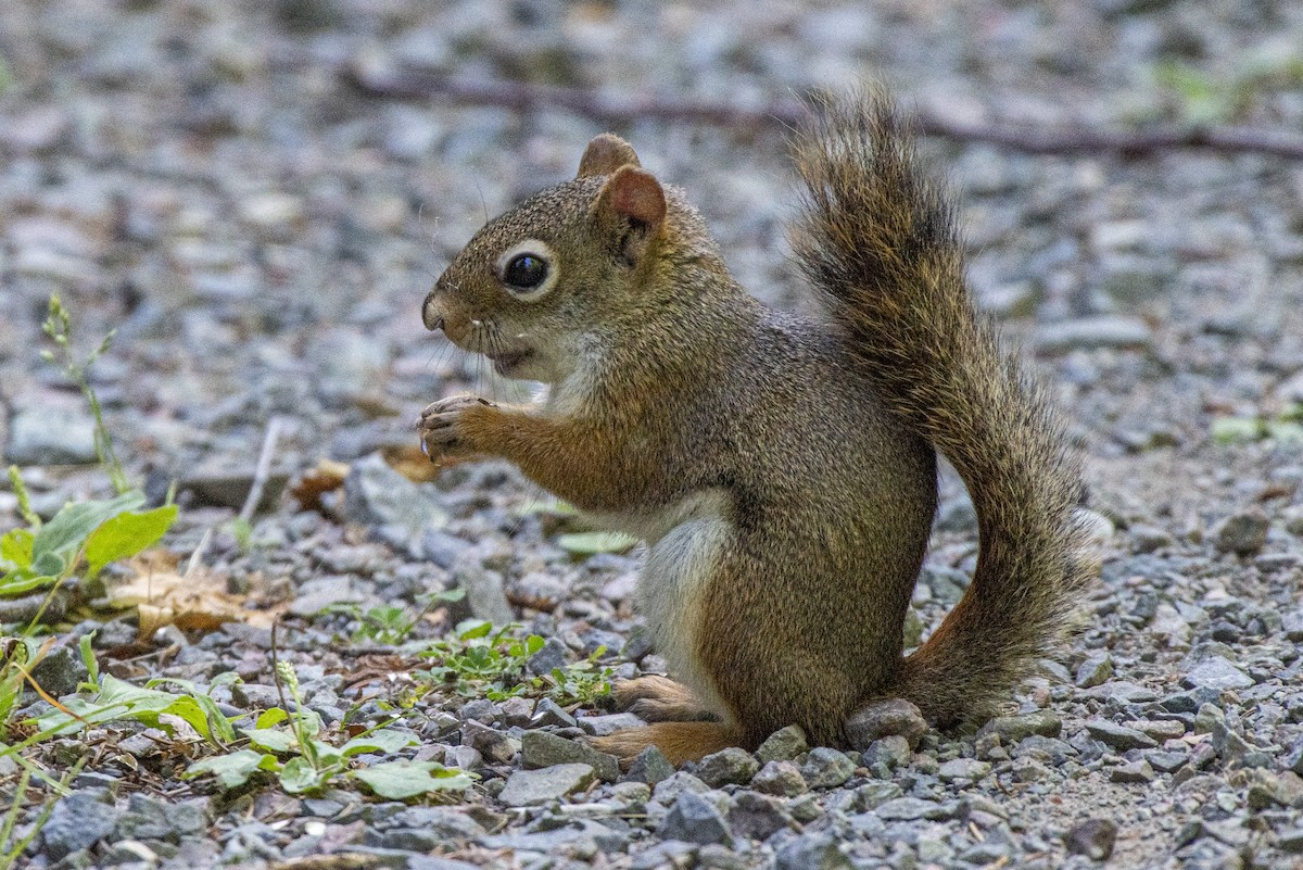 Mammals - ML641436598