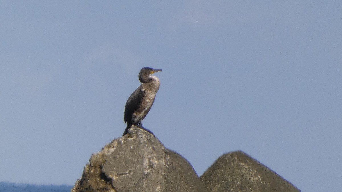Japanese Cormorant - ML641436600