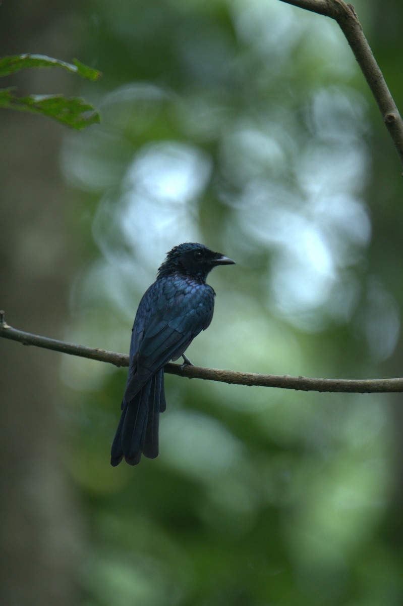 Bronzed Drongo - ML641436611