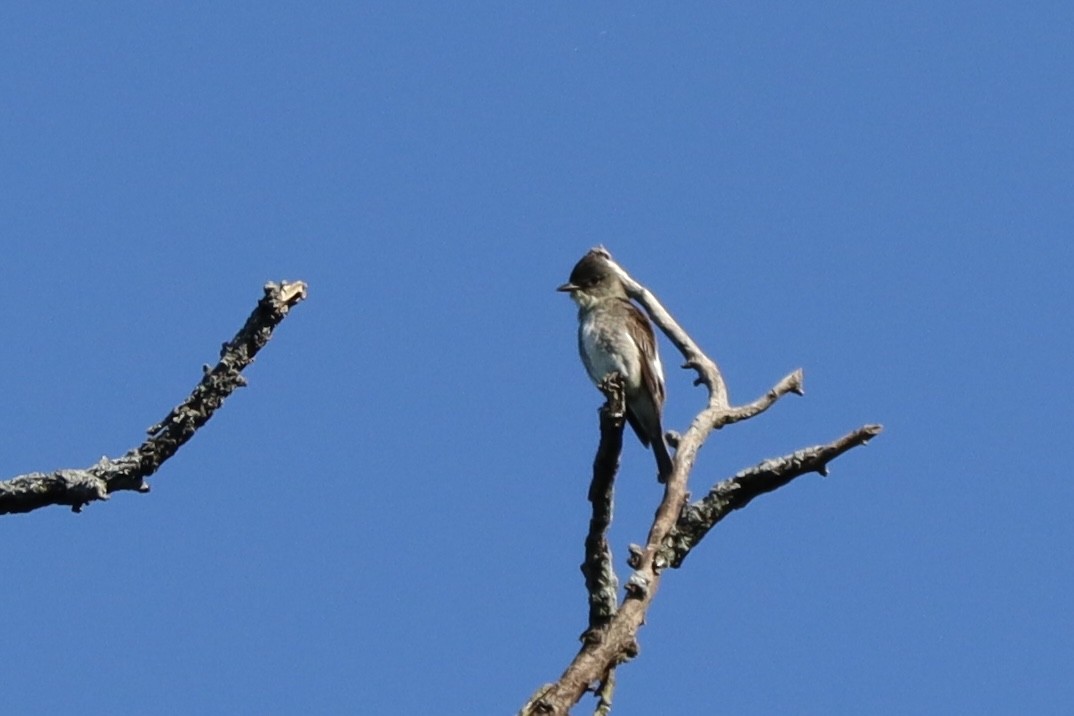 Boreal Sinekkapan - ML641436612
