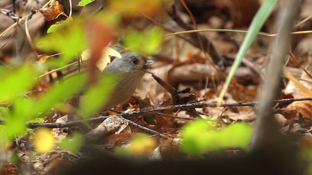 Tufted Titmouse - ML641436679