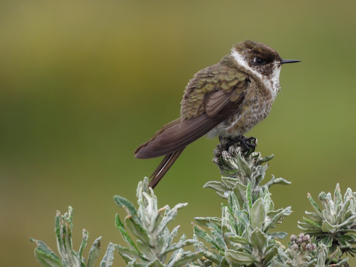 Green-bearded Helmetcrest - ML641436697