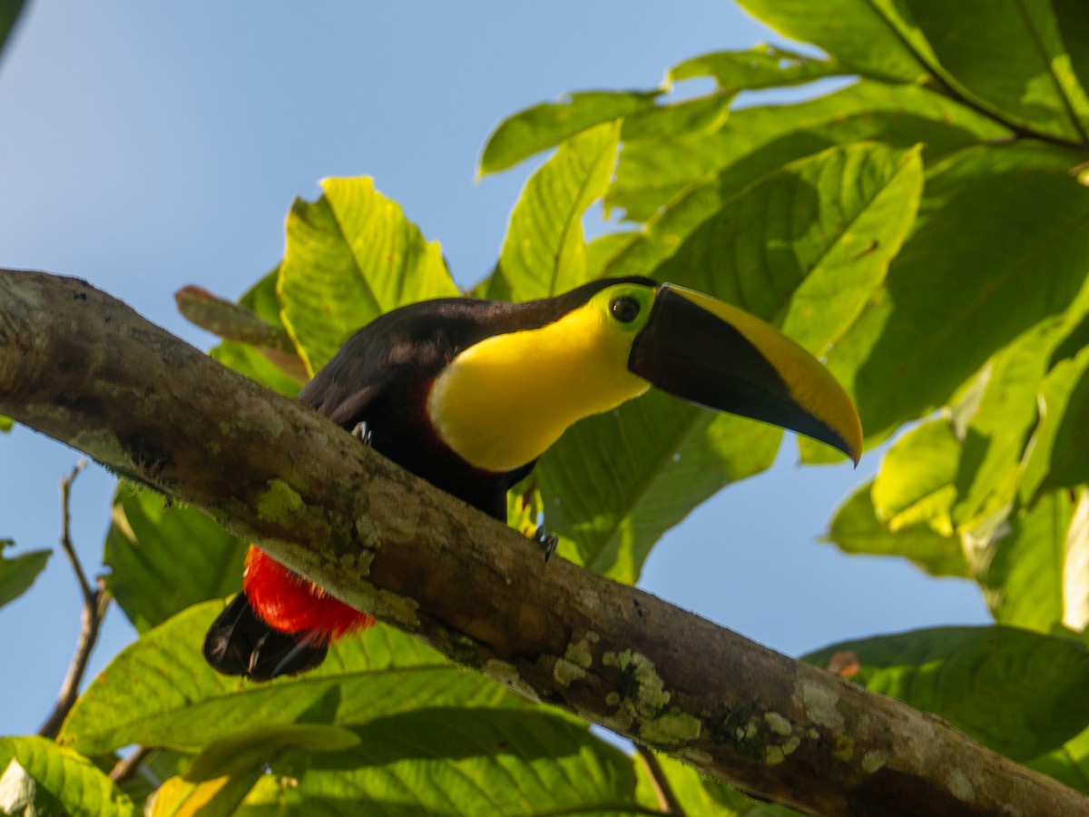 Yellow-throated Toucan (Chestnut-mandibled) - ML641436736