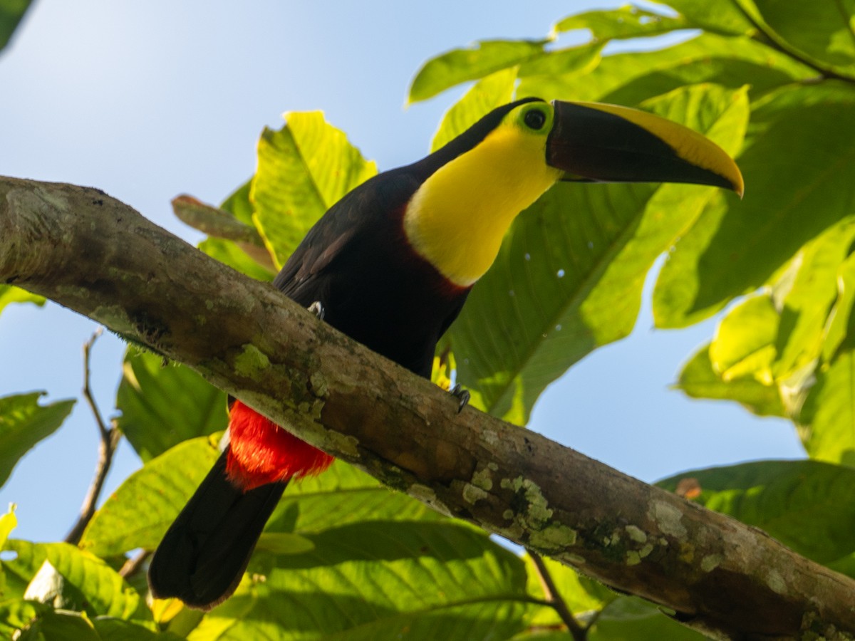 Yellow-throated Toucan (Chestnut-mandibled) - ML641436737