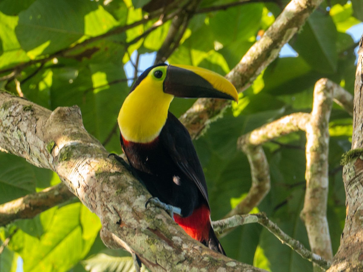 Yellow-throated Toucan (Chestnut-mandibled) - ML641436738