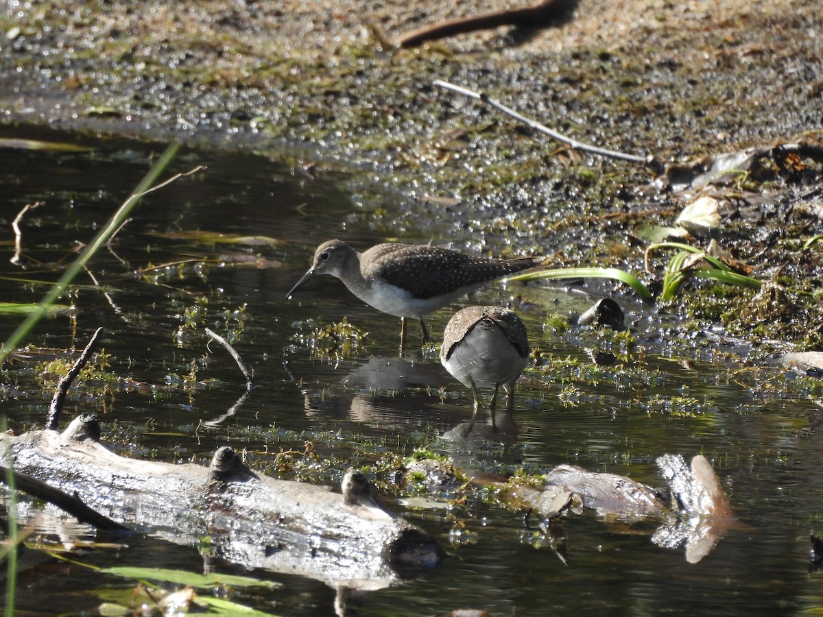 Einsiedelwasserläufer - ML641436755