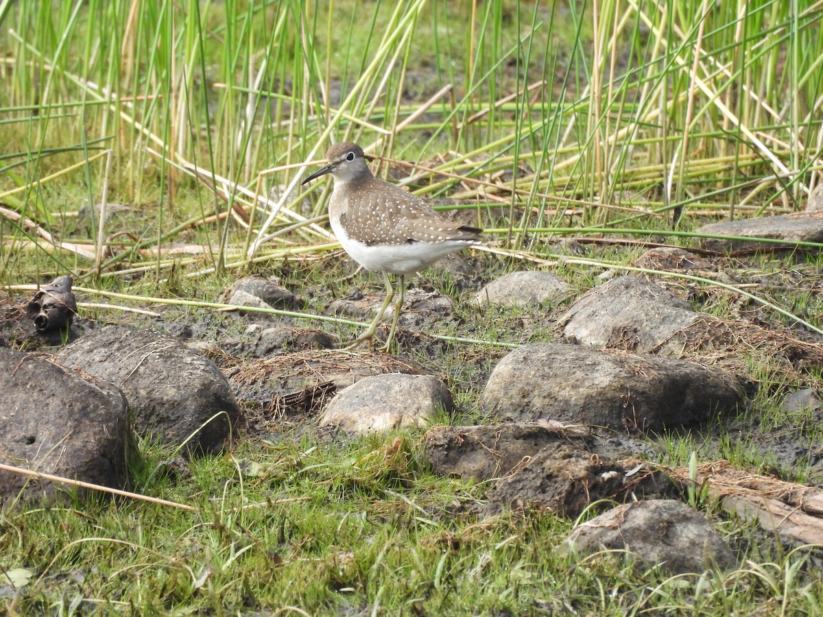 Einsiedelwasserläufer - ML641436756