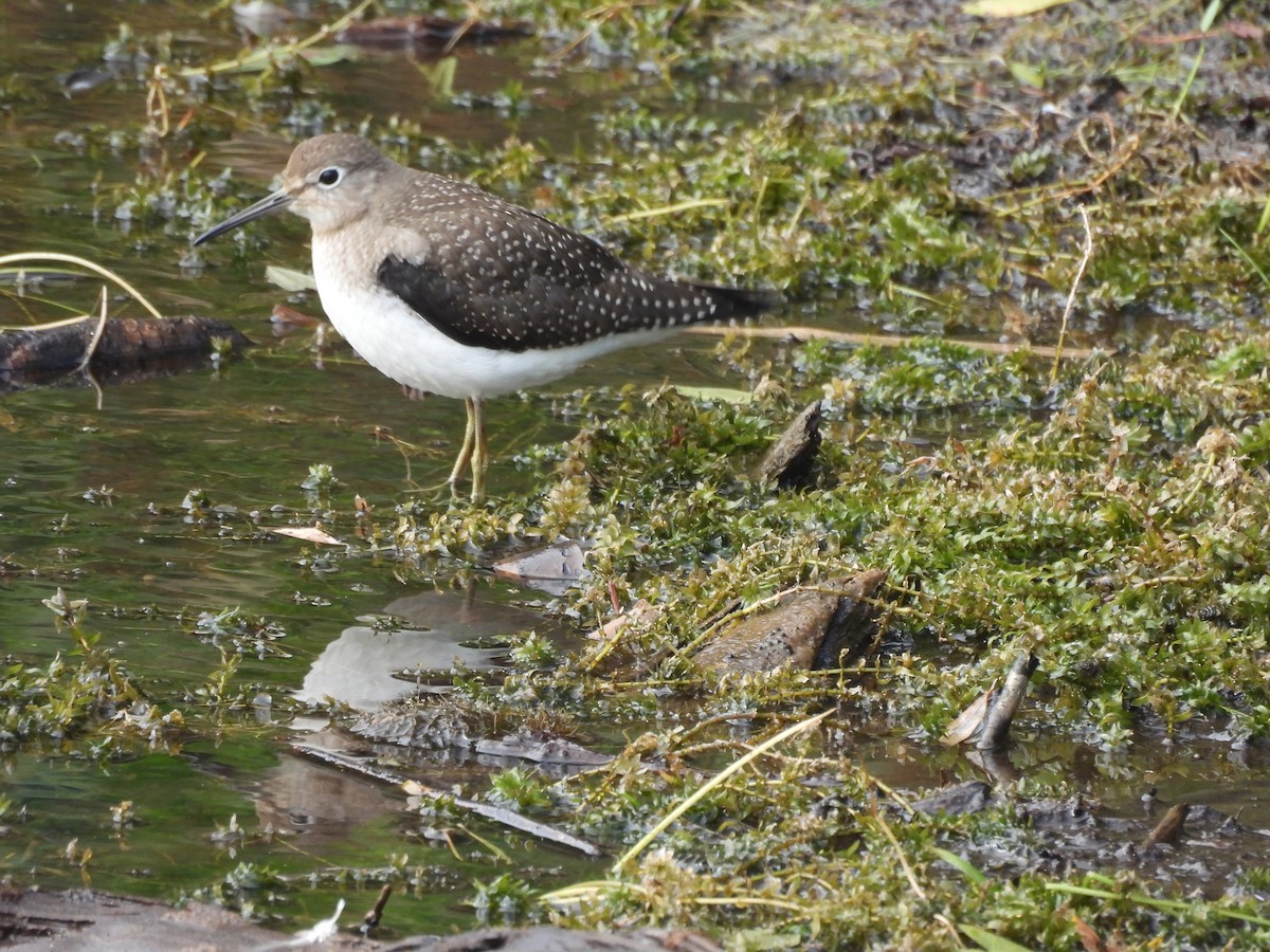 Einsiedelwasserläufer - ML641436757