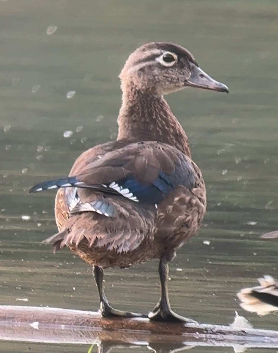 Wood Duck - ML641436761