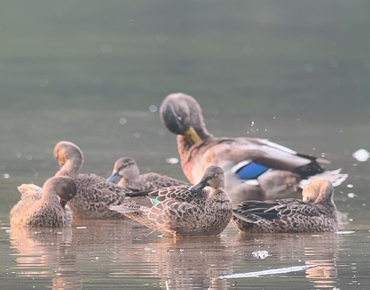 Blue-winged Teal - ML641436764