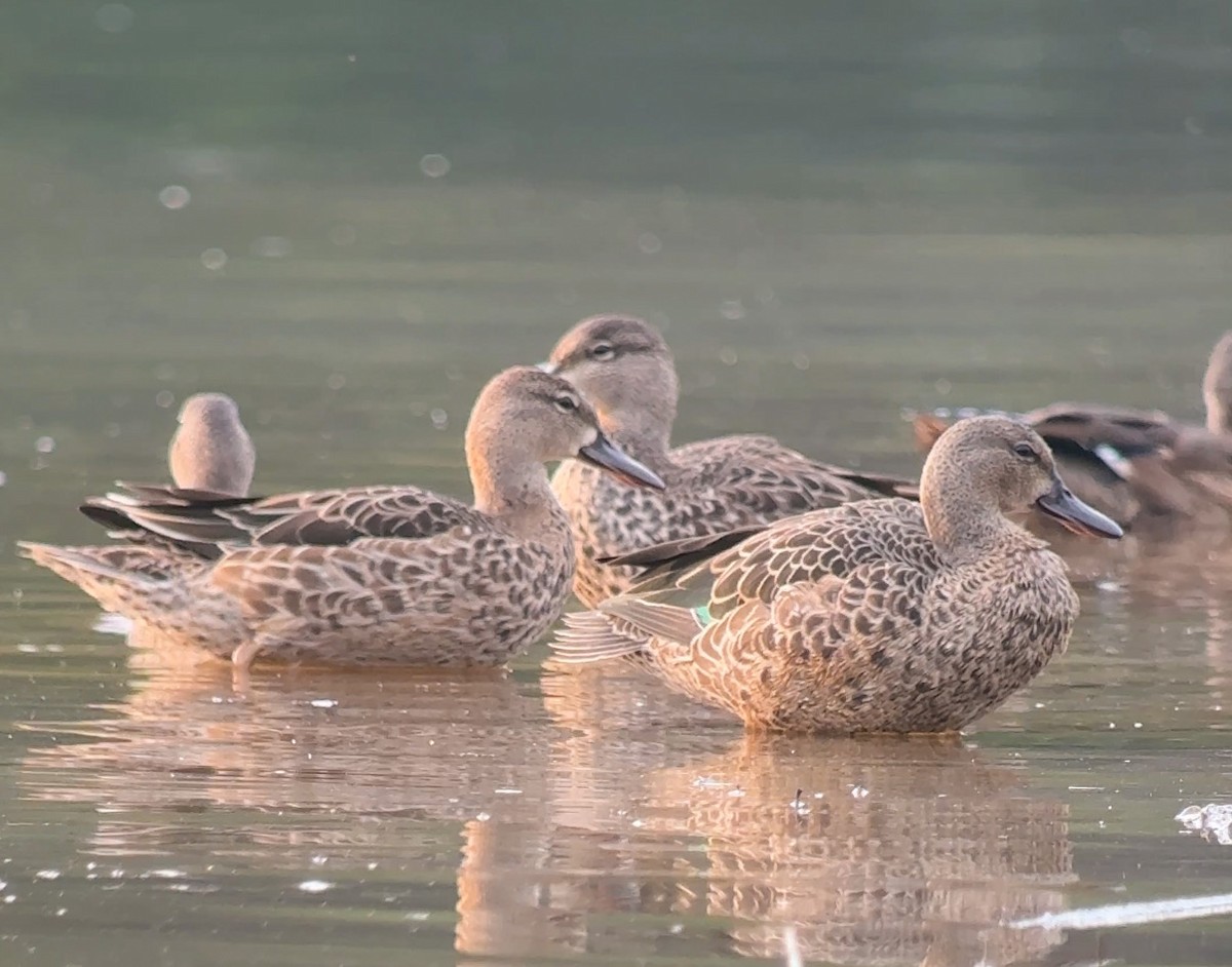 Blue-winged Teal - ML641436765