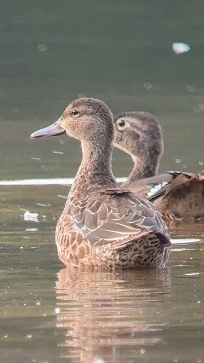 Blue-winged Teal - ML641436766