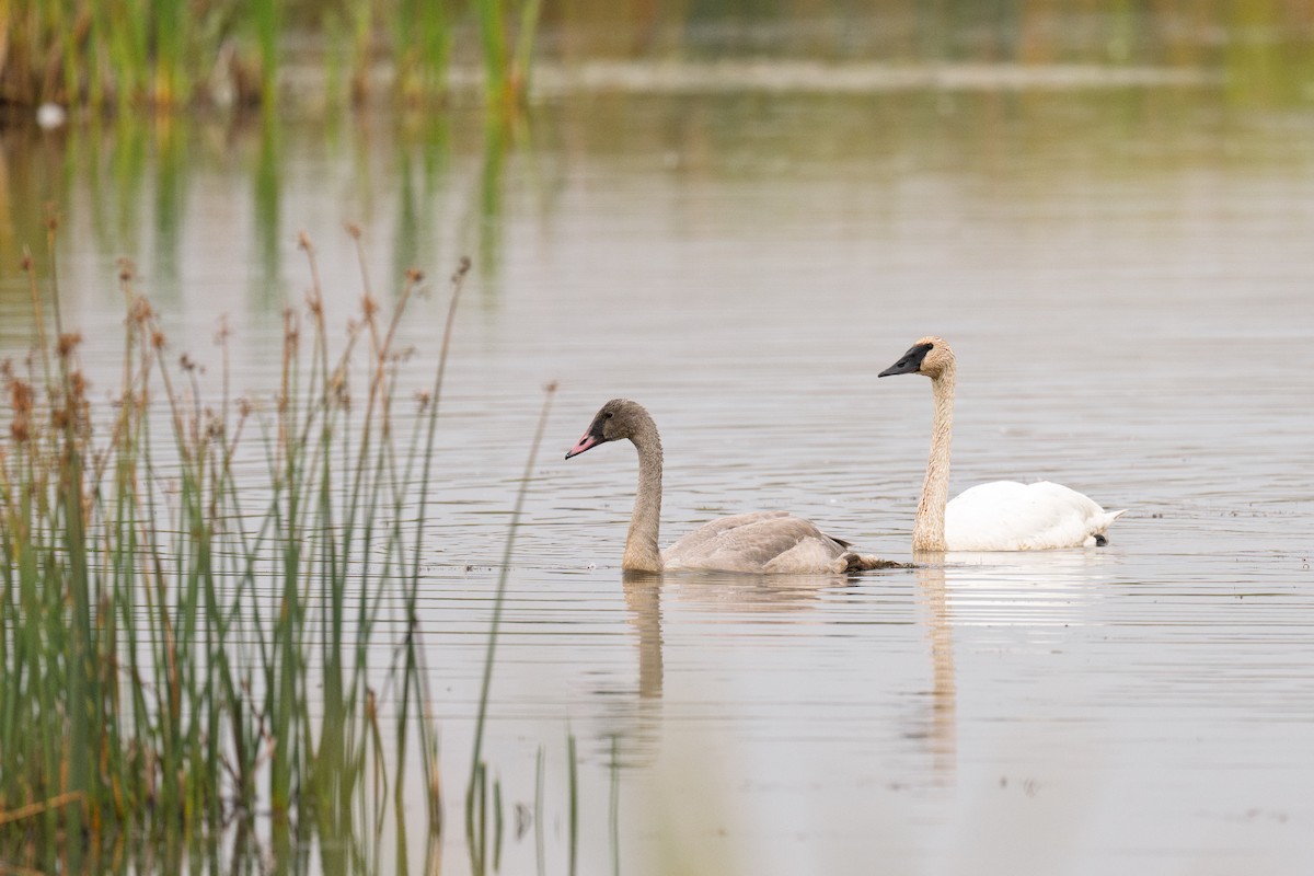 Trumpeter Swan - ML641436771