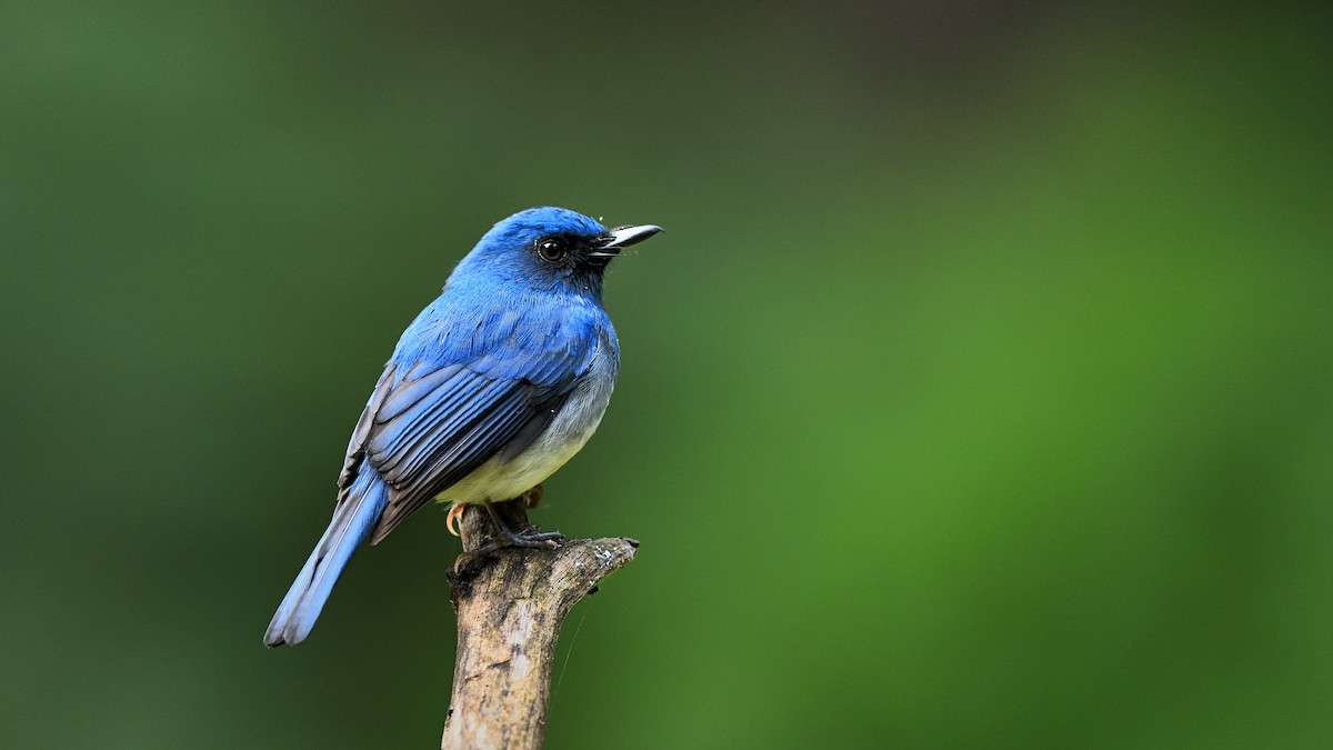 White-bellied Blue Flycatcher - ML641436776