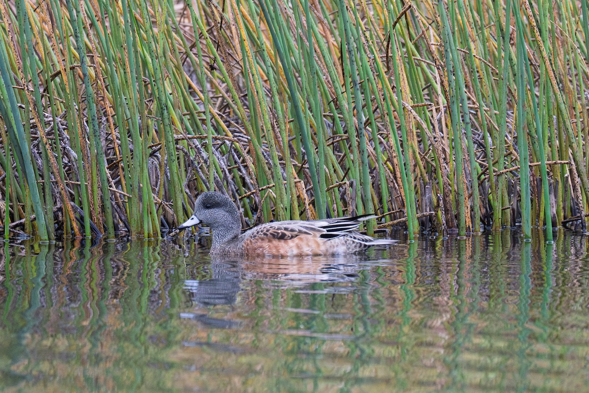 American Wigeon - ML641436777