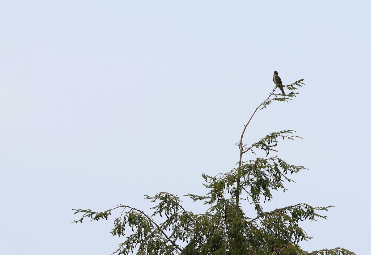 Olivflanken-Schnäppertyrann - ML641436787