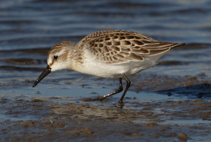 Western Sandpiper - ML641436796