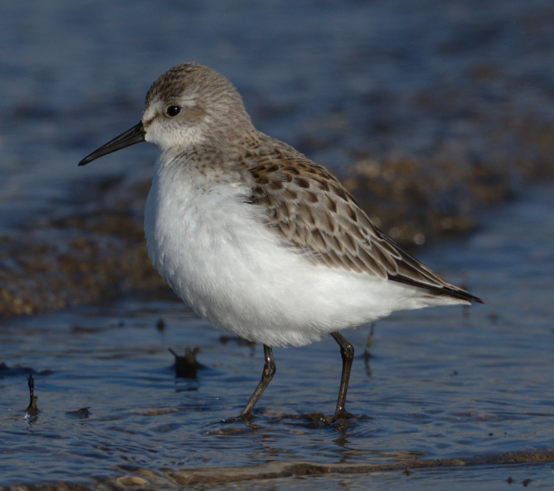 Western Sandpiper - ML641436797