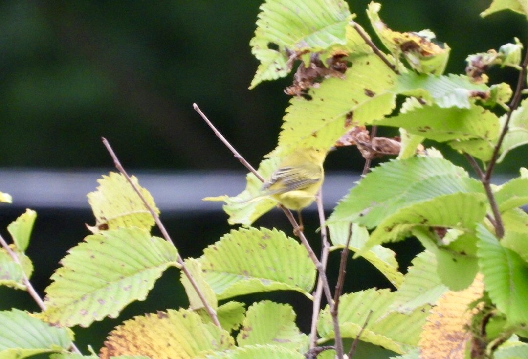 Goldwaldsänger - ML641436803