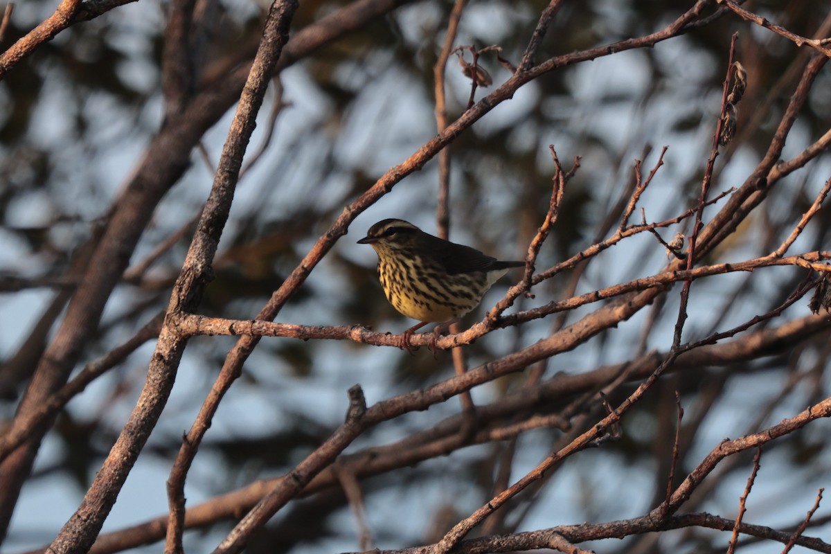 Drosselwaldsänger - ML641436805