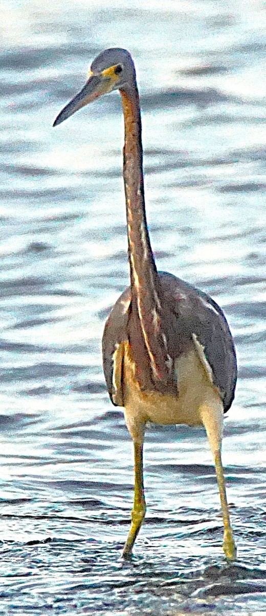 Dreifarbenreiher - ML641436809