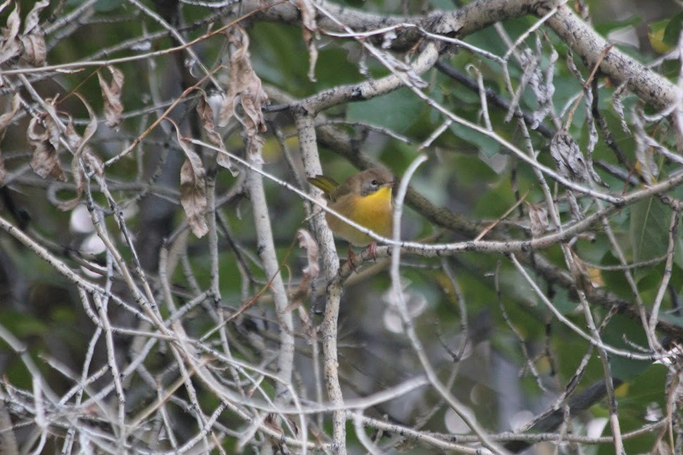 Weidengelbkehlchen - ML641436810