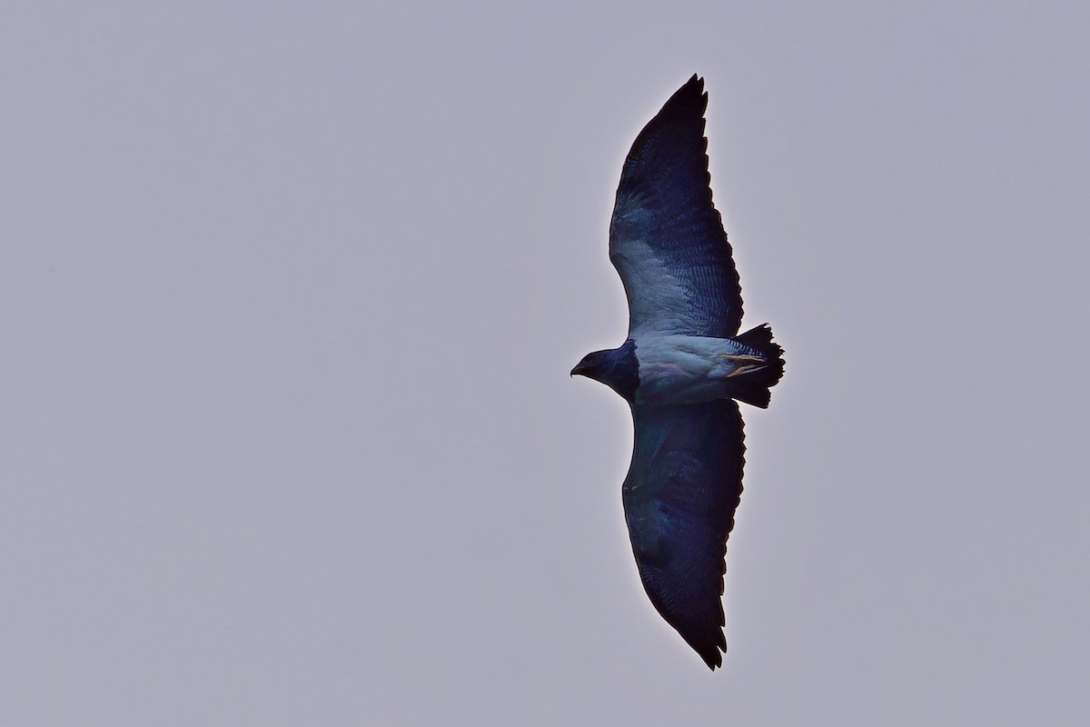 Andenbussard - ML641436811