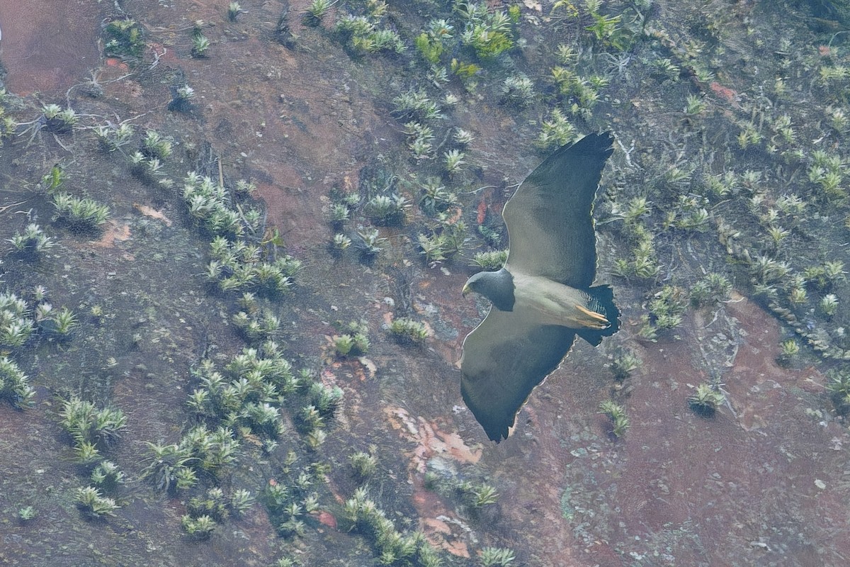 Andenbussard - ML641436812