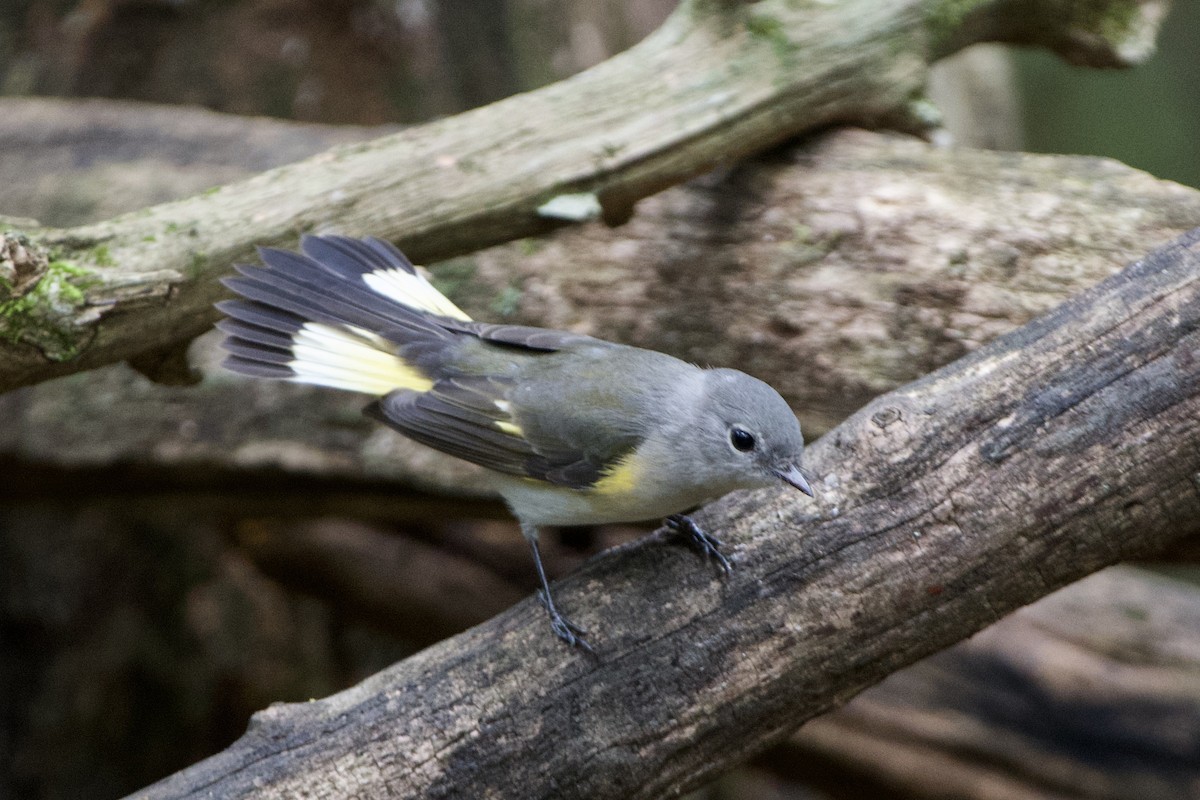 Rotschwanz-Waldsänger - ML641436819