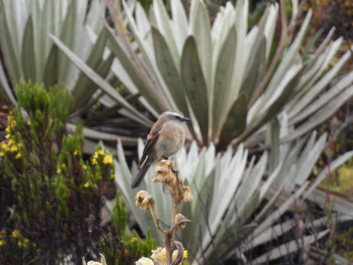 Brown-backed Chat-Tyrant - ML641436823