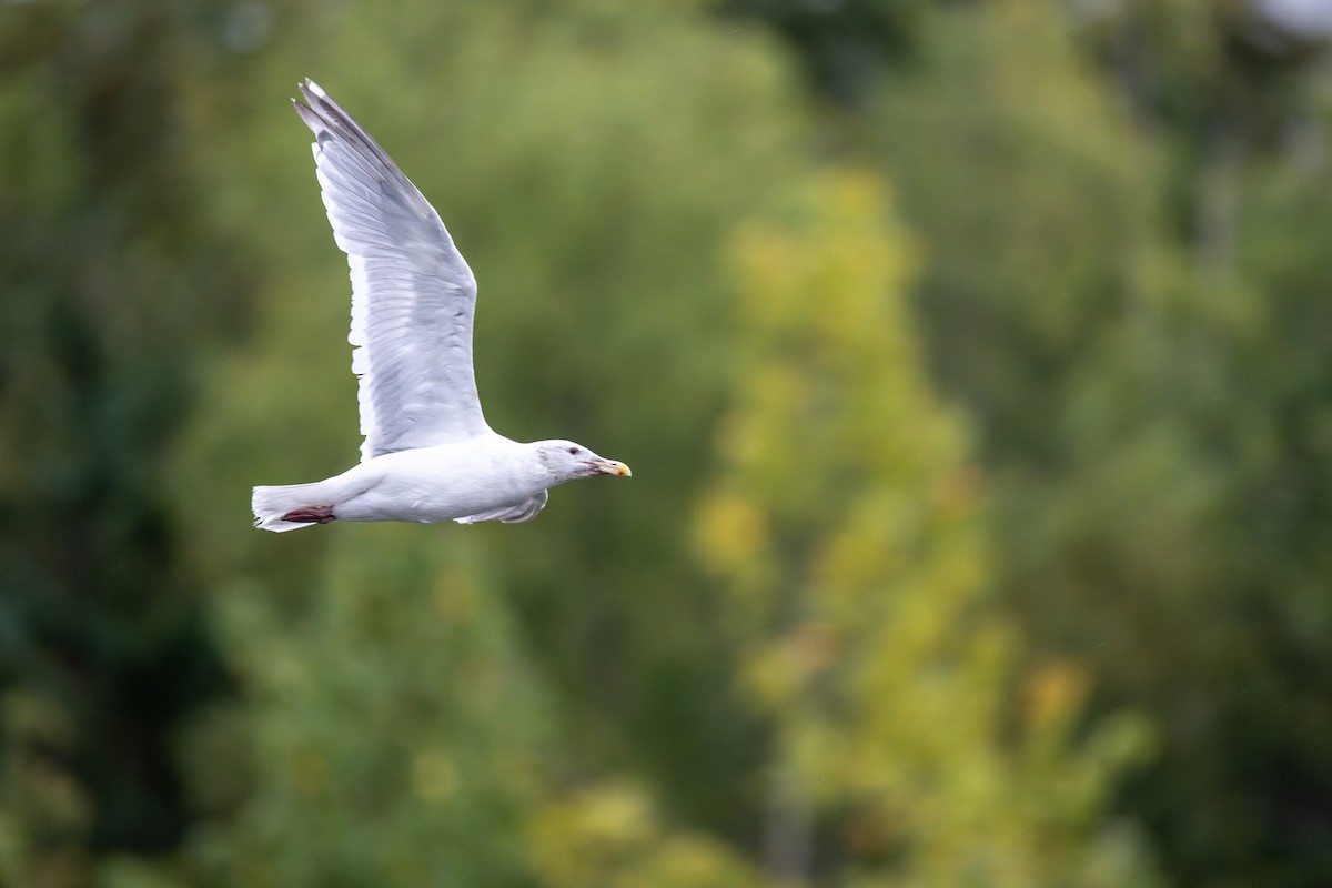 Glaucous-winged Gull - ML641436835