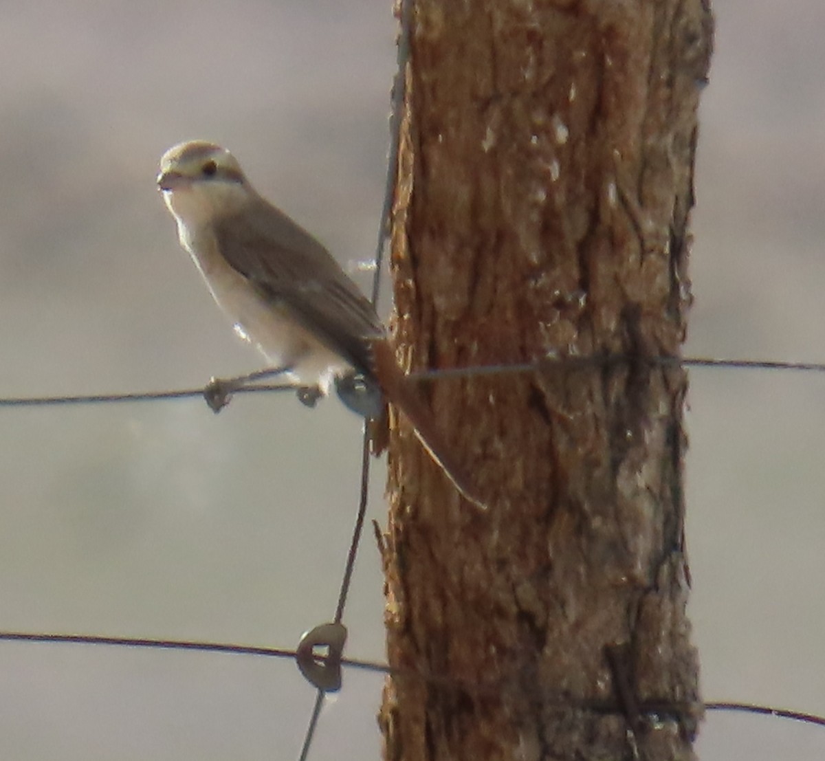 Isabelline Shrike - ML641436836