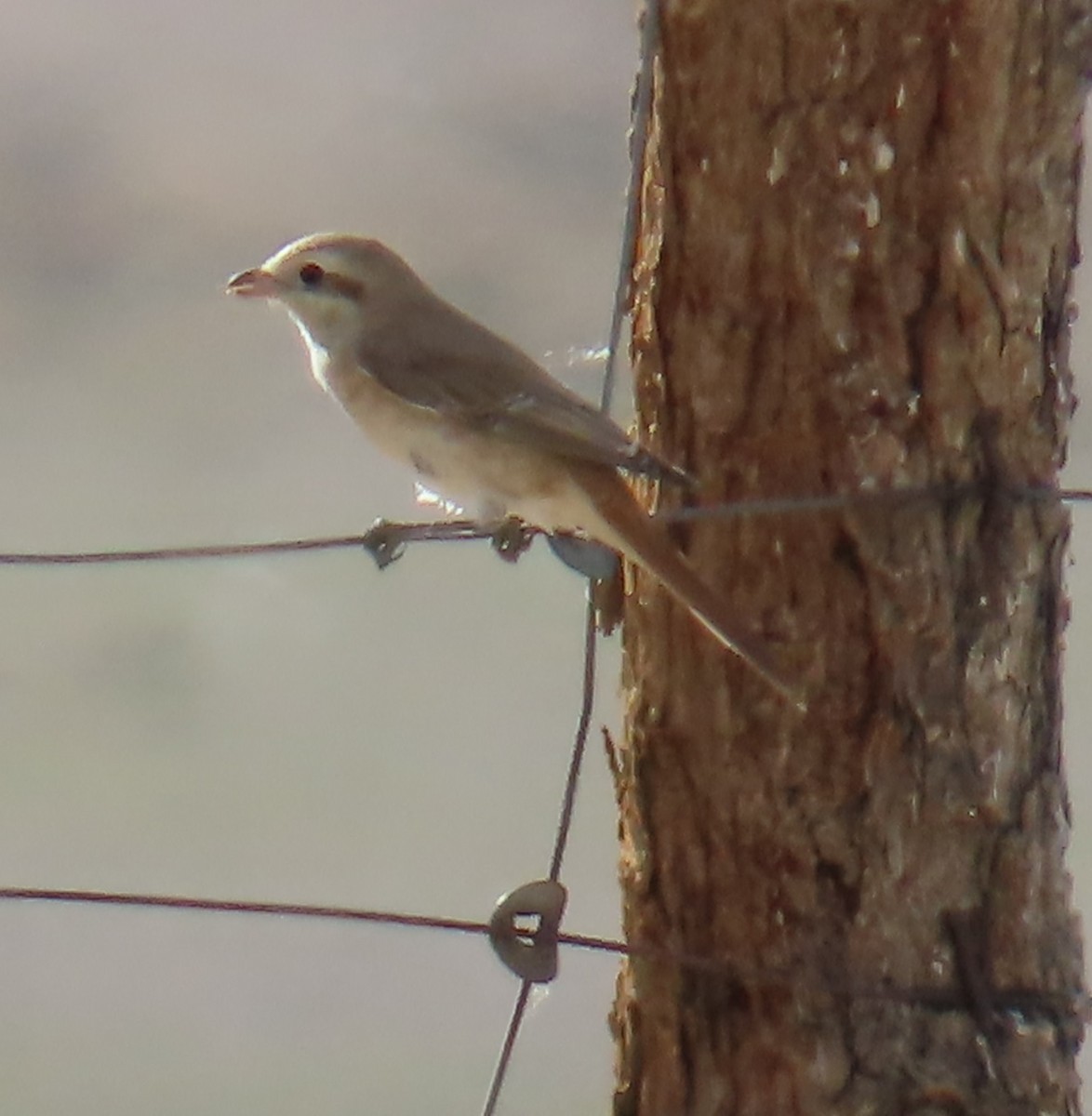 Isabelline Shrike - ML641436838