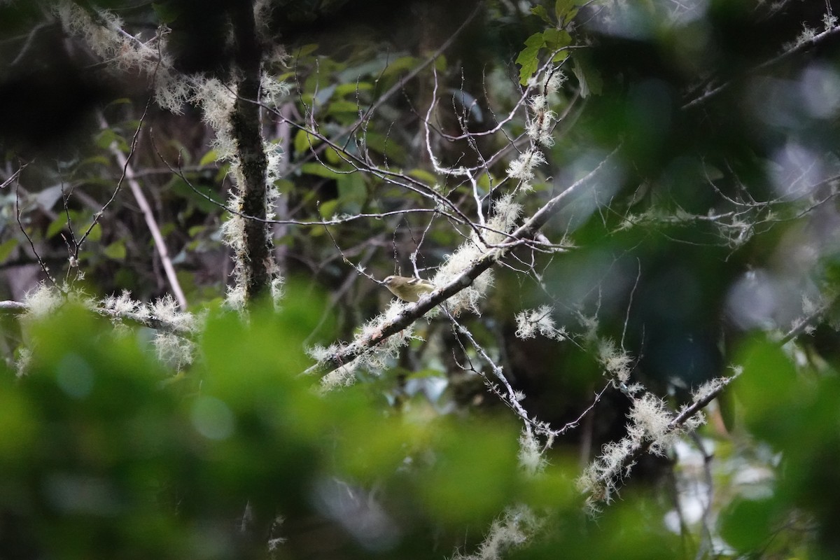 gulbåndvireo - ML641436861