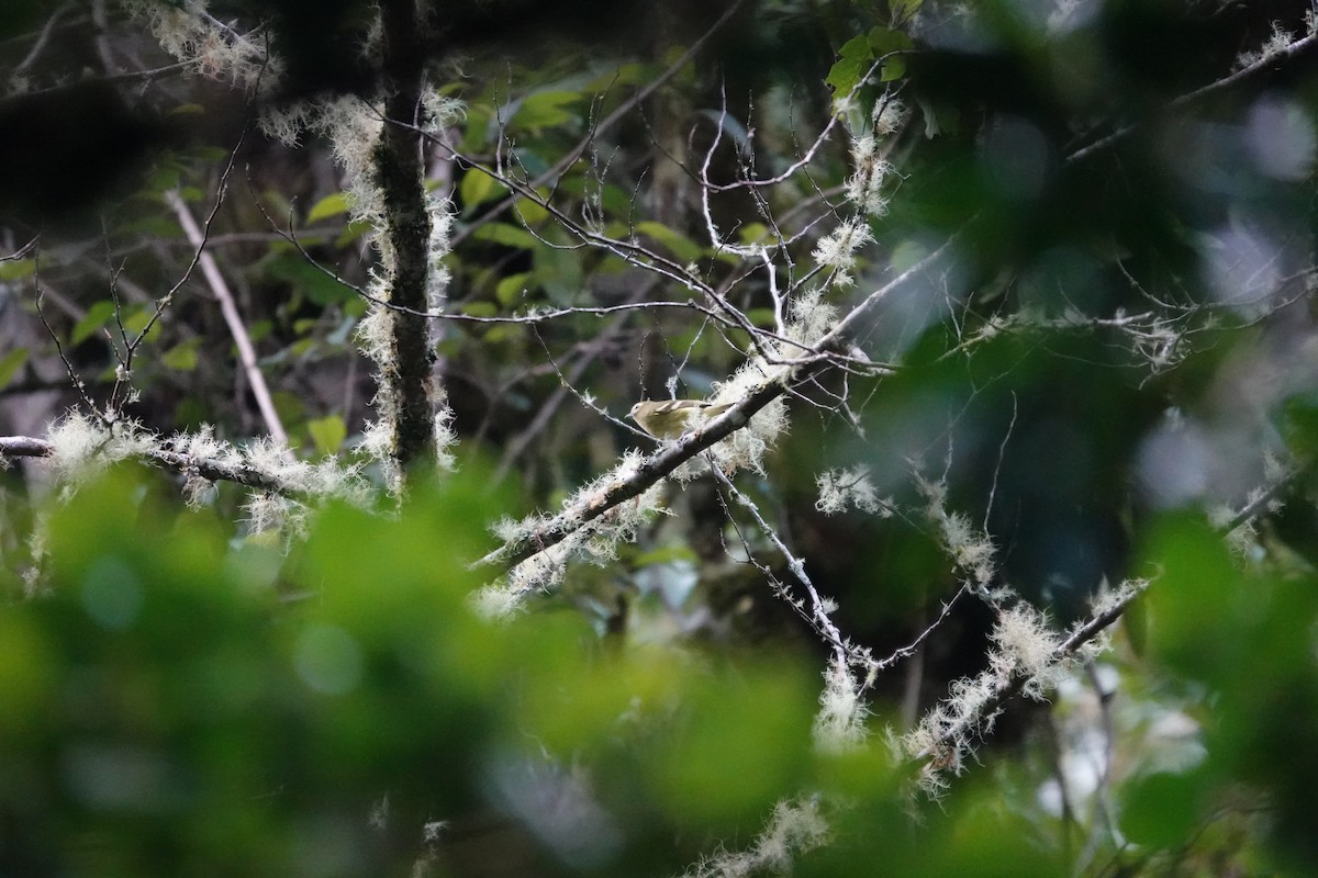 gulbåndvireo - ML641436867