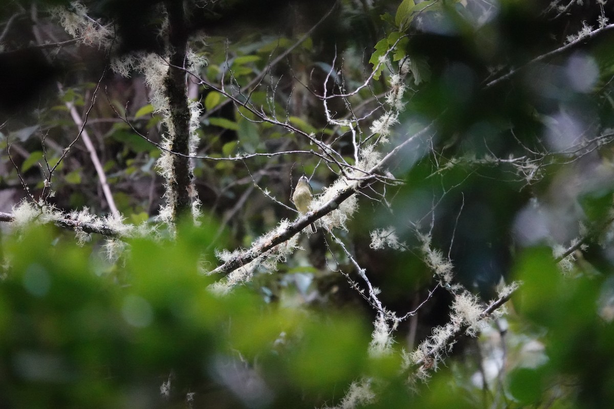 gulbåndvireo - ML641436871