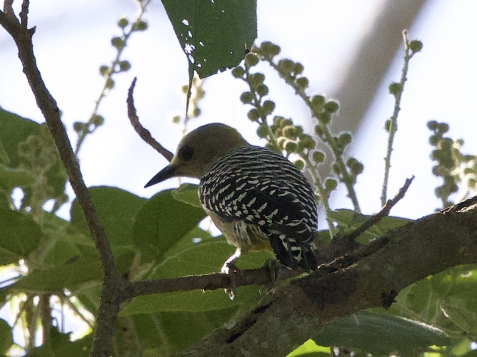 Hoffmann's Woodpecker - ML641436875