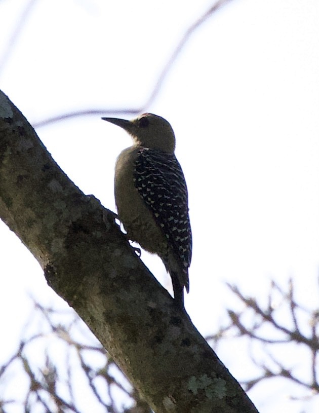 Hoffmann's Woodpecker - ML641436876