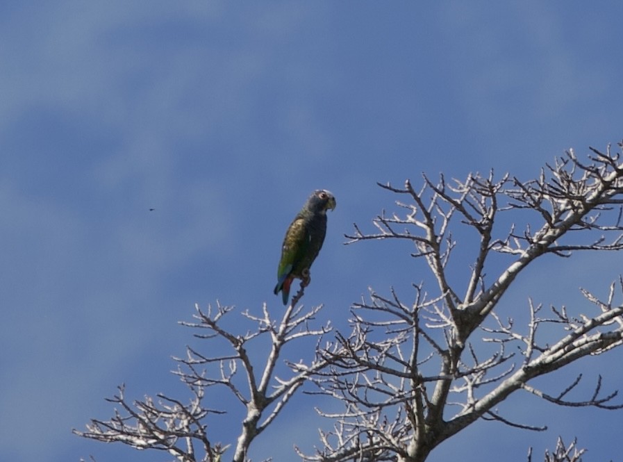 Loro Senil - ML641436881