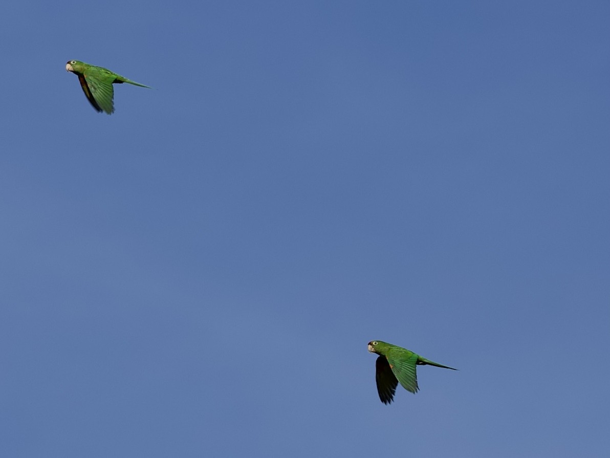 Crimson-fronted Parakeet - ML641436883