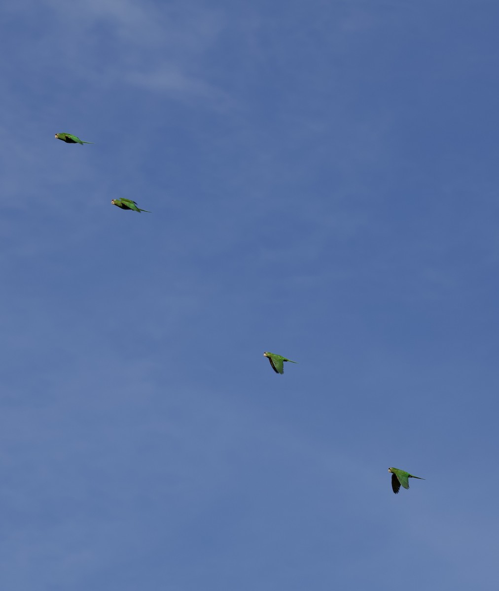 Crimson-fronted Parakeet - ML641436884