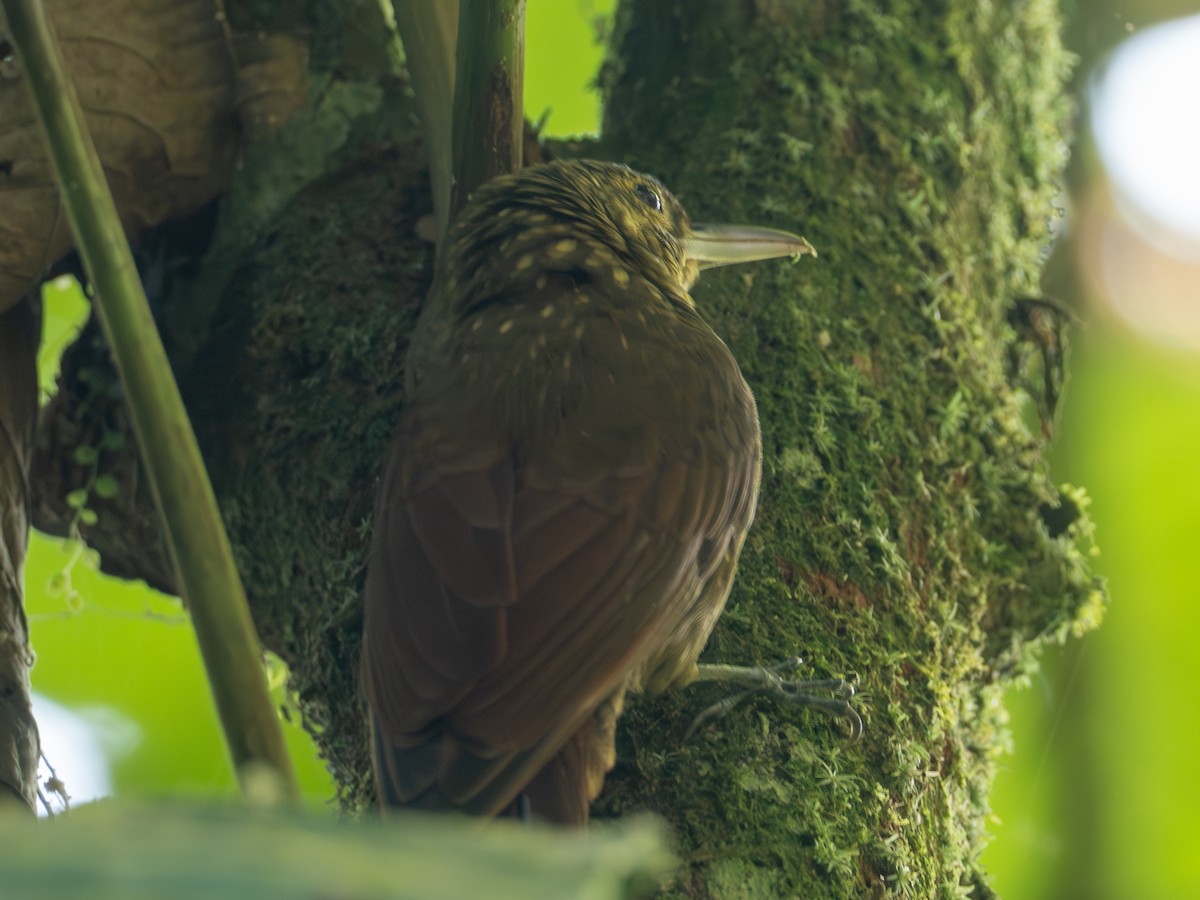 Spotted Woodcreeper (Berlepsch's) - ML641436891