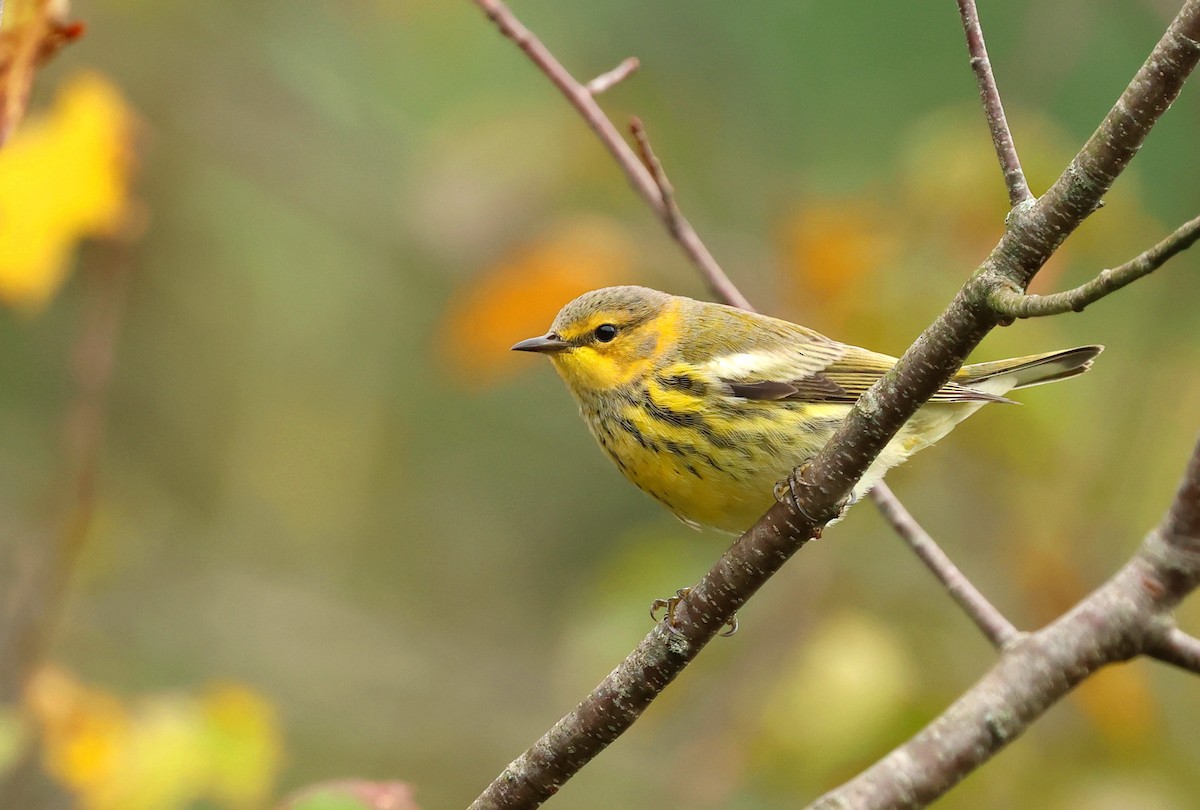 Paruline tigrée - ML641436928