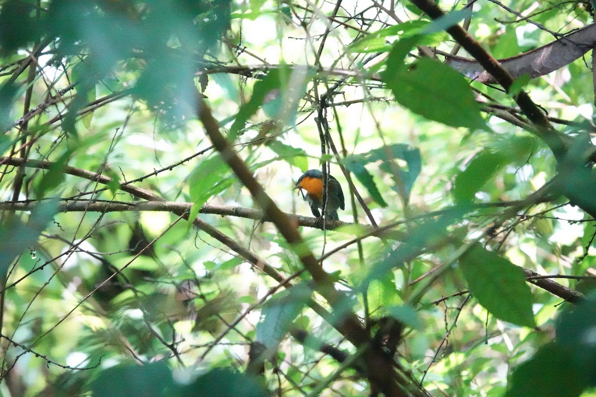flammeparula - ML641436929