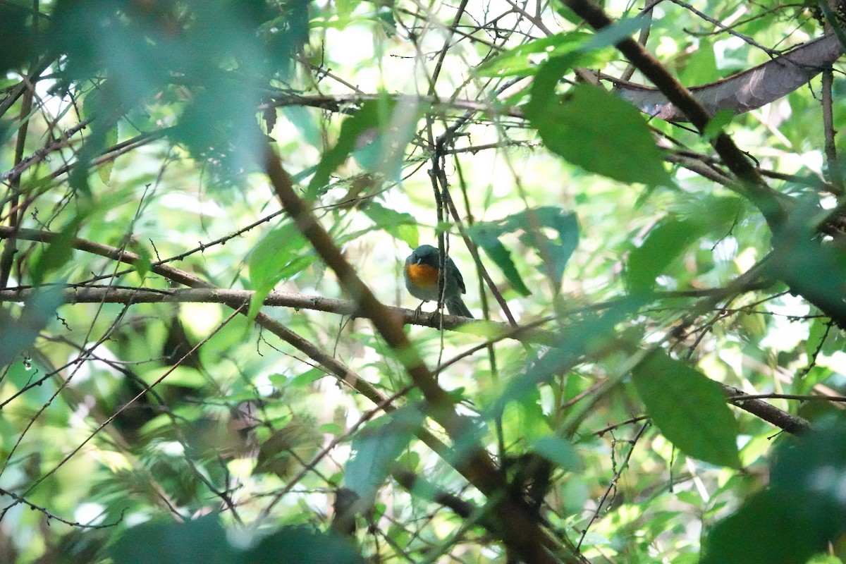 flammeparula - ML641436932