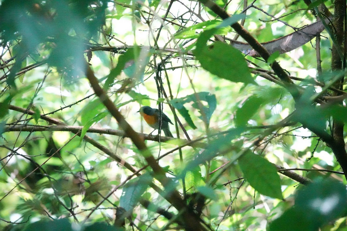 flammeparula - ML641436936
