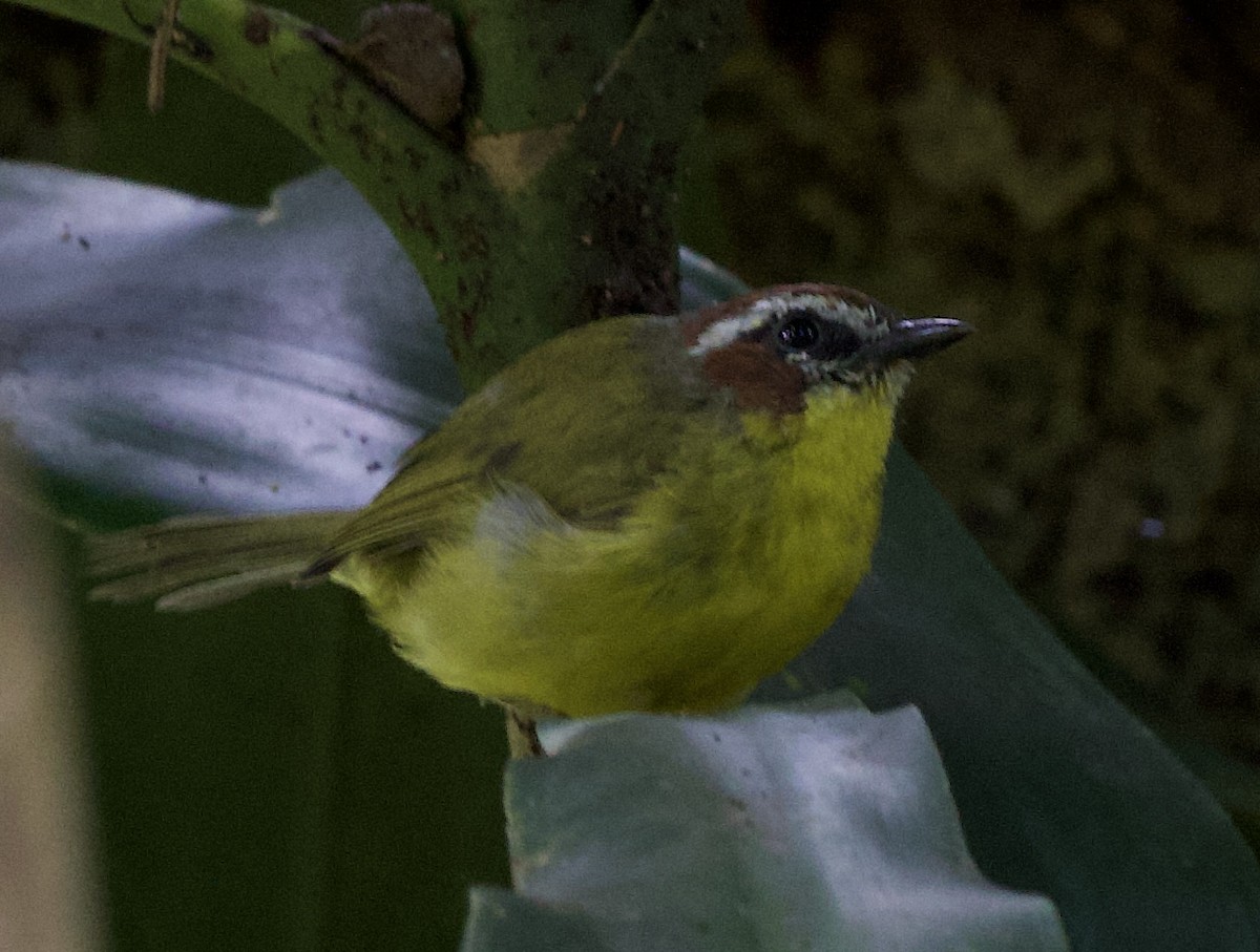 Chestnut-capped Warbler - ML641436947